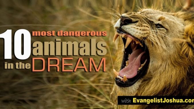 10 Most Dangerous Animals In The Dream Evangelistjoshua Com